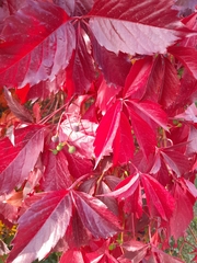 Parthenocissus quinquefolia