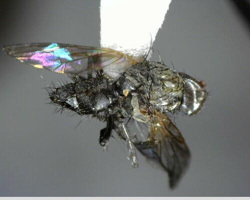 iNaturalist observation photo of Flies