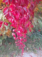 Parthenocissus quinquefolia