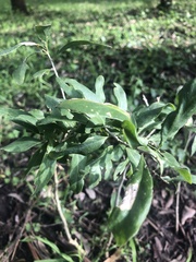 Acanthosyris spinescens