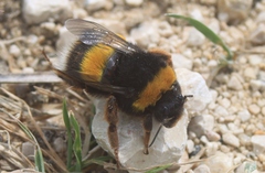 Bombus terrestris lusitanicus