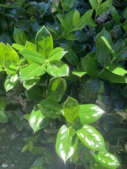Ilex cornuta