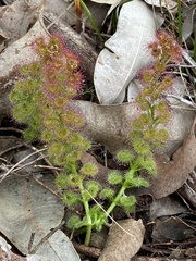 Drosera stolonifera
