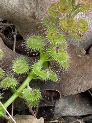 Drosera stolonifera