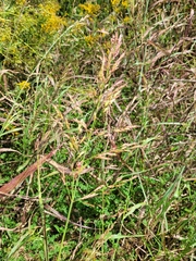 Coleataenia rigidula