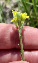 Erysimum asperum