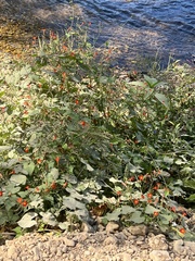 Ipomoea coccinea