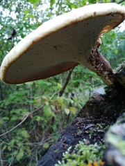 Polyporus tuberaster