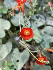 Ipomoea coccinea