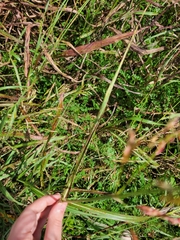 Coleataenia rigidula