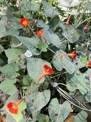 Ipomoea coccinea