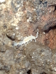 Scutigerella