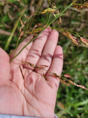 Coleataenia rigidula