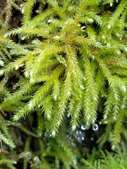 Eurhynchium
