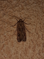 Agrotis segetum