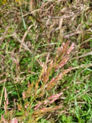 Coleataenia rigidula