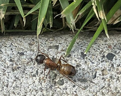 Camponotus semitestaceus