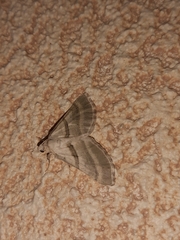 Lithostege staudingeri