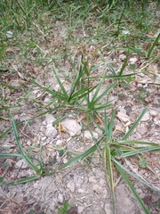 Cyperus rotundus
