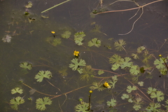 Ranunculus