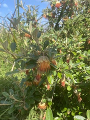 Diplolaena dampieri