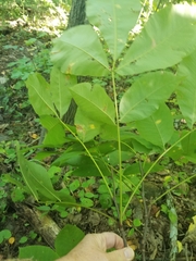 Juglans cinerea
