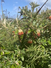 Diplolaena dampieri