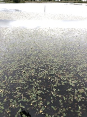 Potamogeton natans