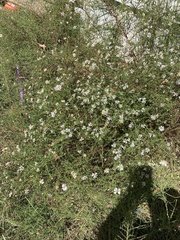 Symphyotrichum dumosum