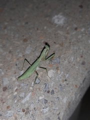 Hierodula tenuidentata