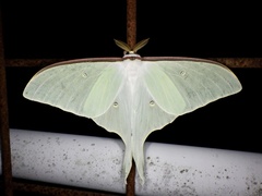 Actias aliena aliena
