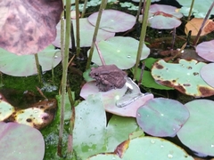 Duttaphrynus melanostictus