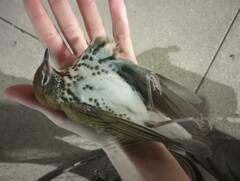 Hylocichla mustelina