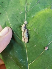 Callirhytis piperoides