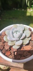 Echeveria laui