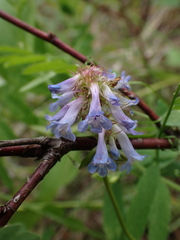 Penstemon procerus