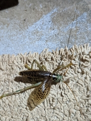 Eugryllacris panteli