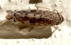 Osbornellus borealis