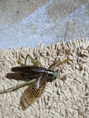 Eugryllacris panteli