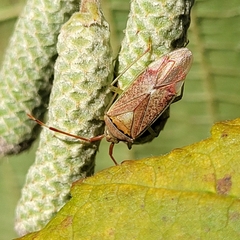 Pantilius tunicatus