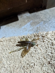 Eugryllacris panteli