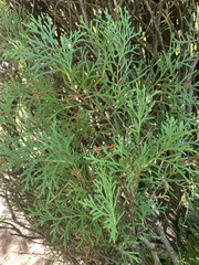 Thuja occidentalis