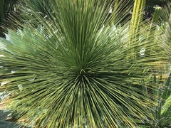Asparagales