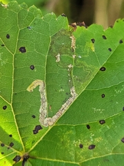Stigmella tiliae