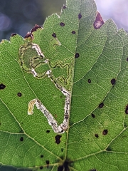 Stigmella tiliae
