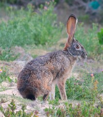 Lepus saxatilis