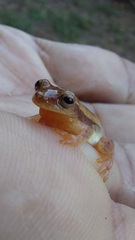 Dendropsophus mathiassoni