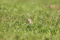 Spermophilus citellus