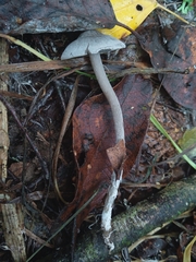 Tephrocybe rancida