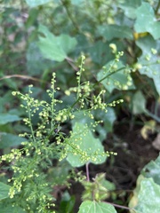 Artemisia annua